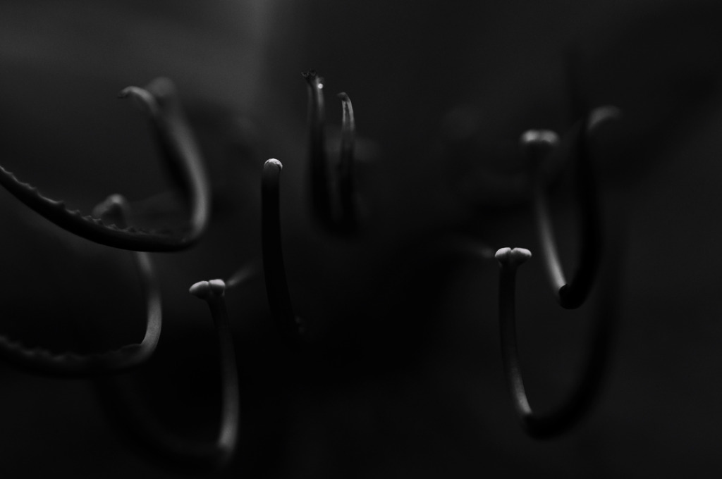 hana-mono-macro