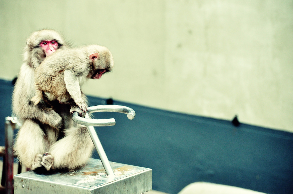 japanese monkey