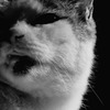 中野の猫