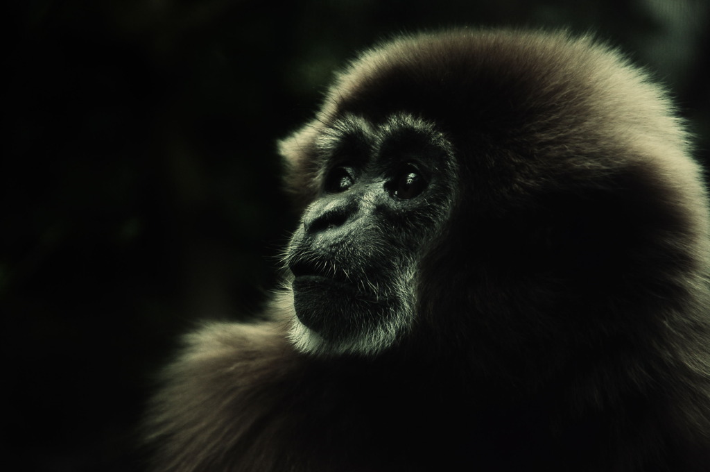 white handed gibbon