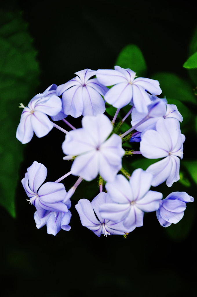 小さな花火