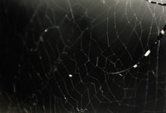 a spider's web