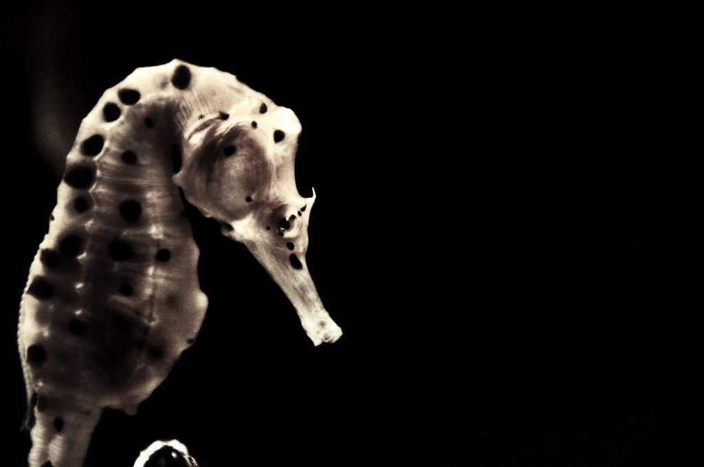 a sea horse