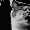 中野の猫