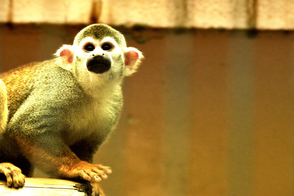 common squirrel monkey