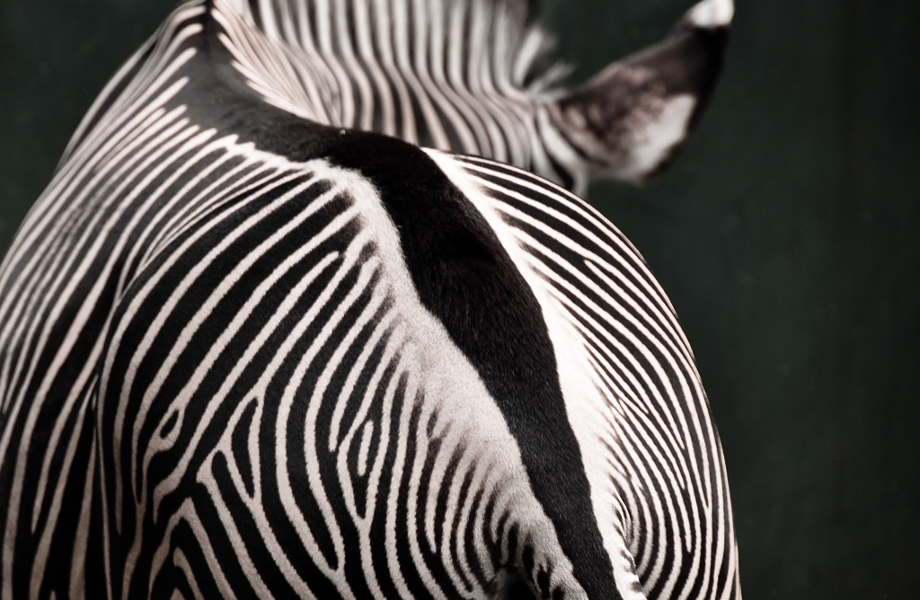 zebra's hip