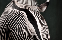 zebra's hip