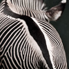 zebra's hip