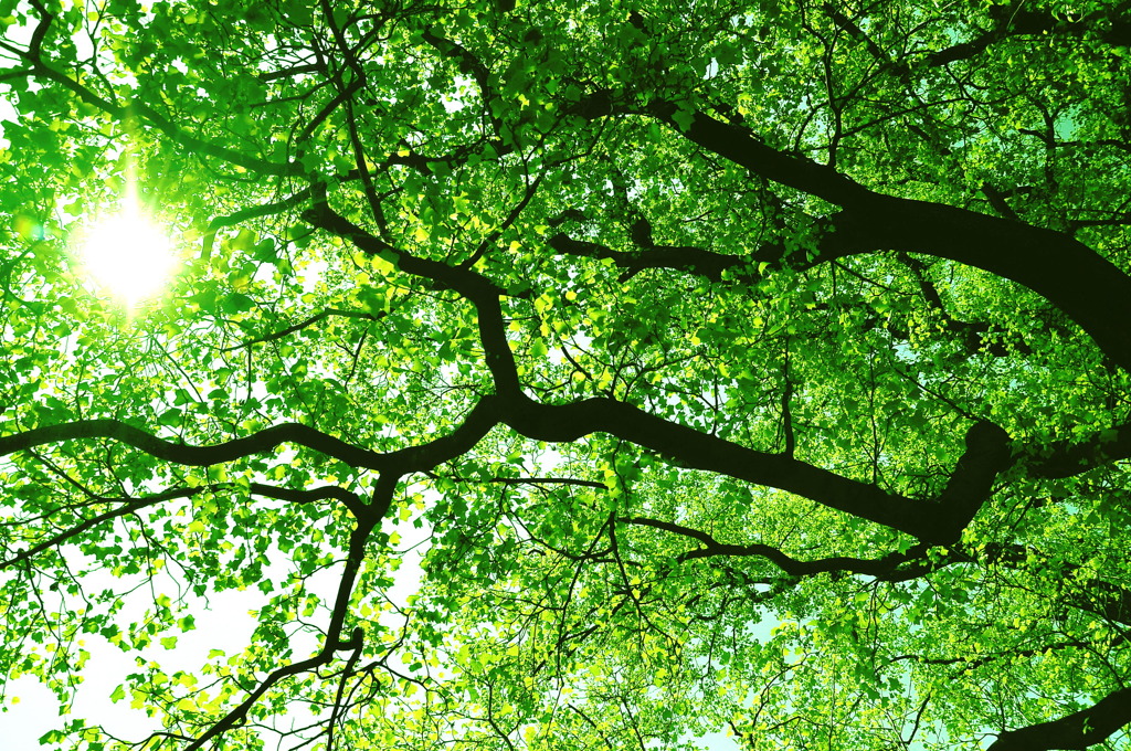 green butterfly