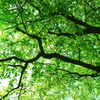 green butterfly