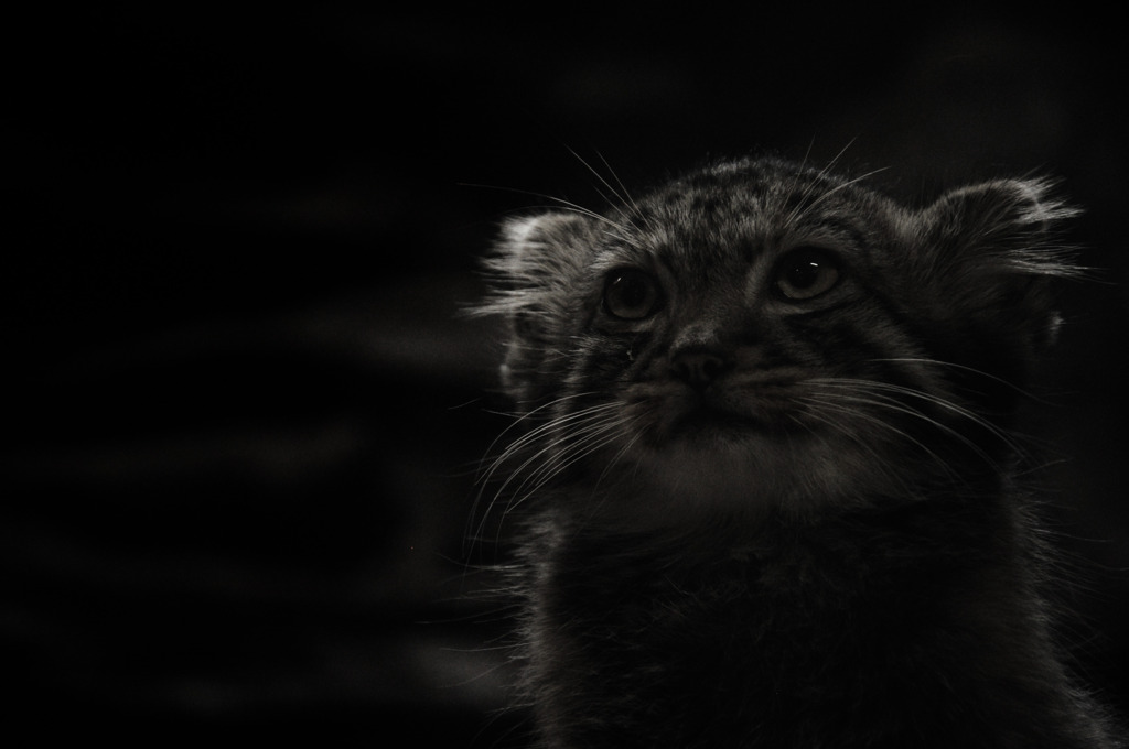 Manul