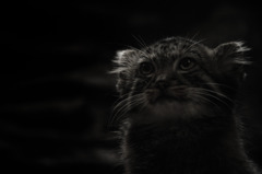 Manul