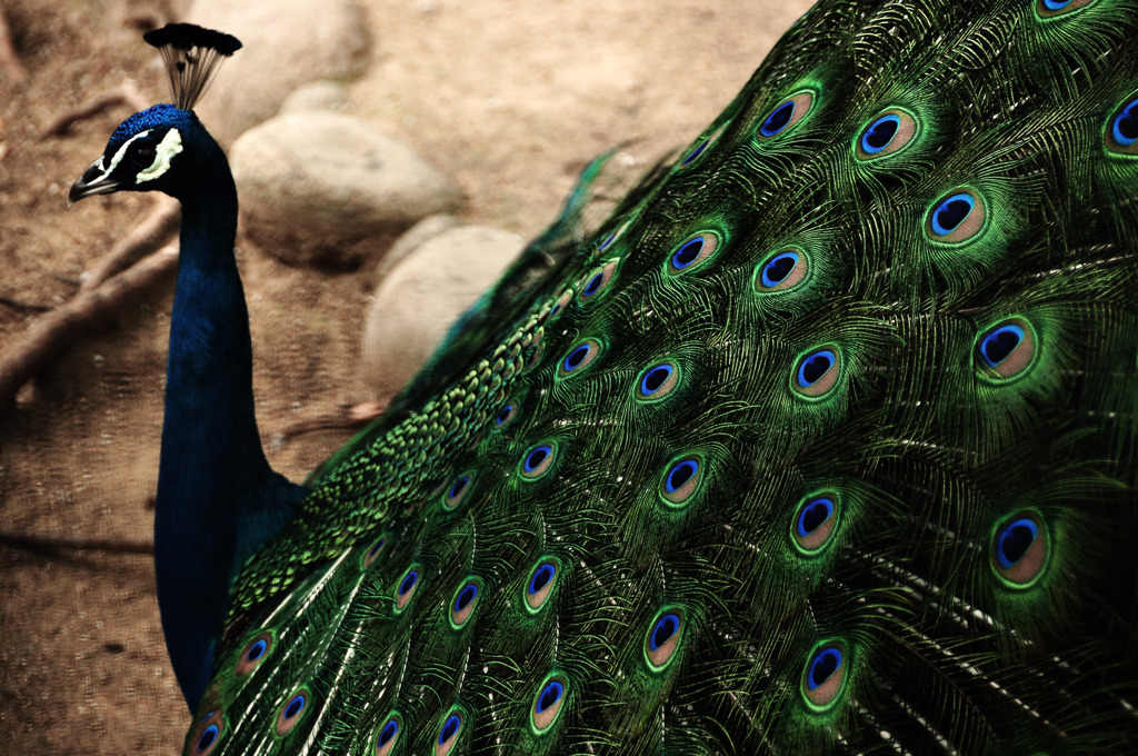 Indian peafowl