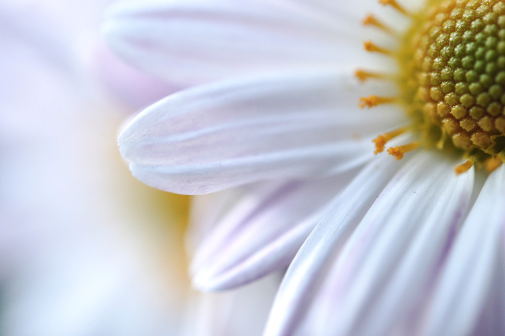 natural white
