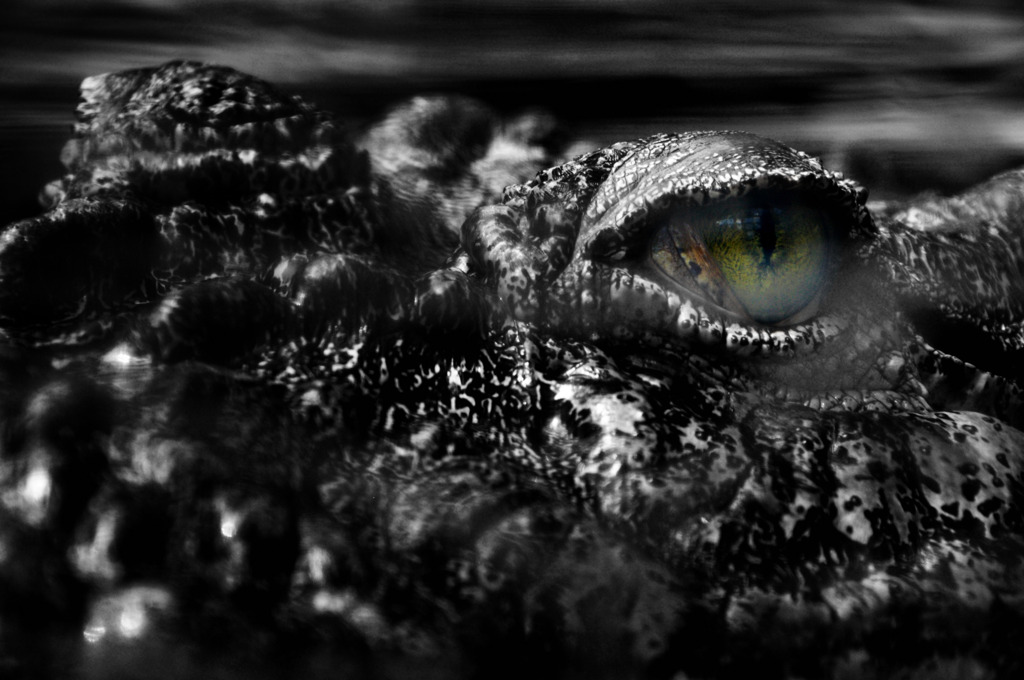 salt-water crocodile