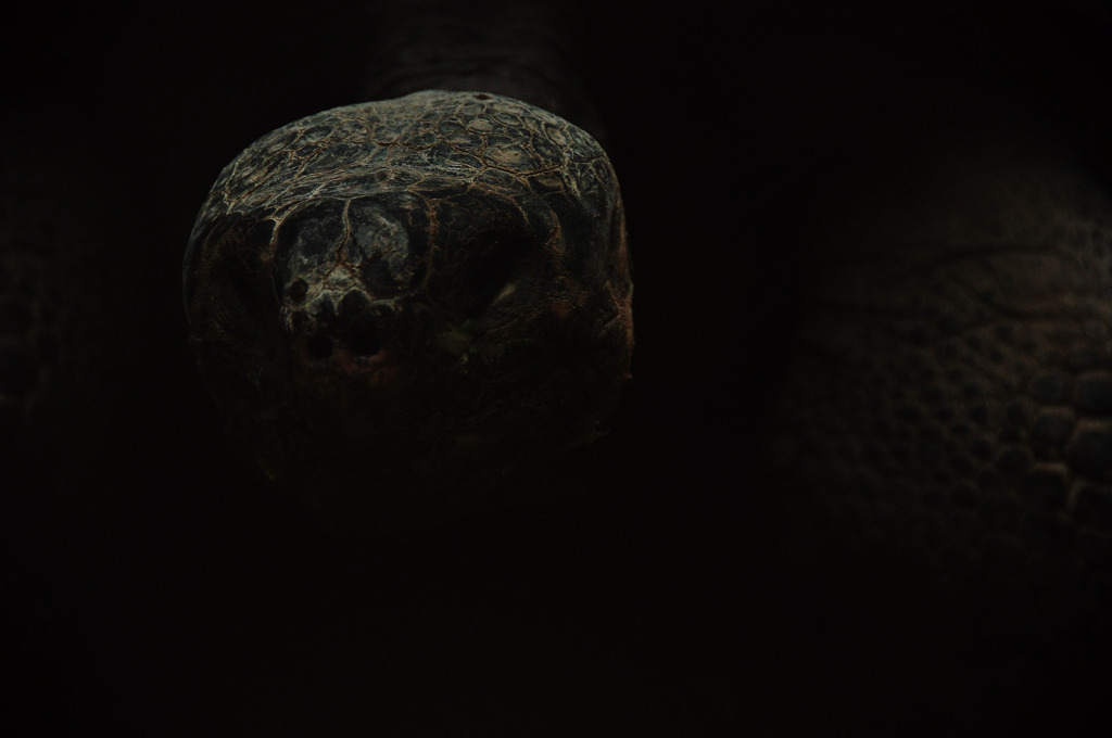 galapagos giant tortoise