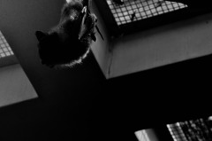 megabat