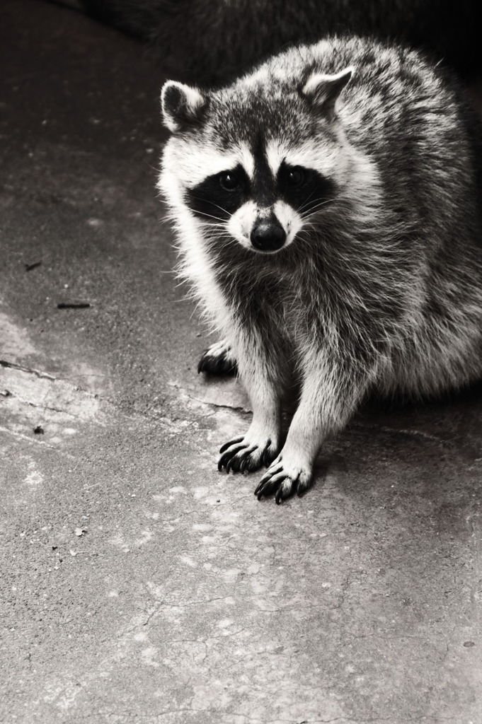 raccoon