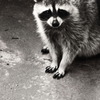 raccoon