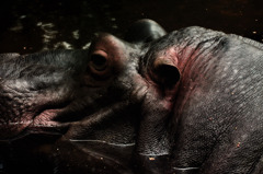 Hippopotamus