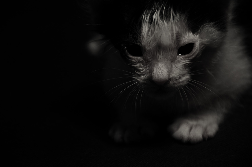 子猫
