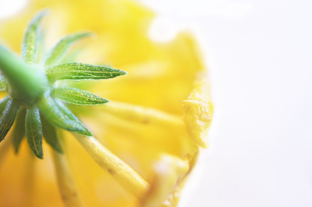 fresh-macro