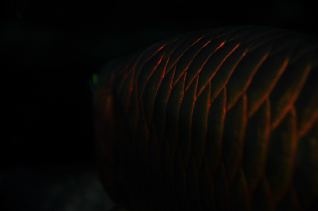 asian arowana