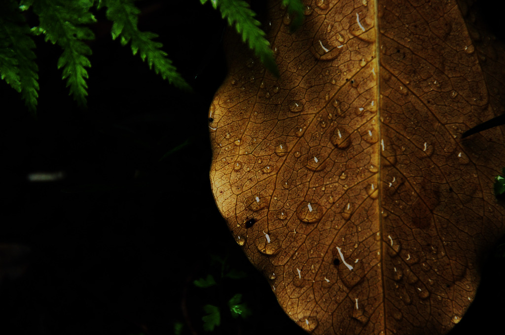 初秋の雨