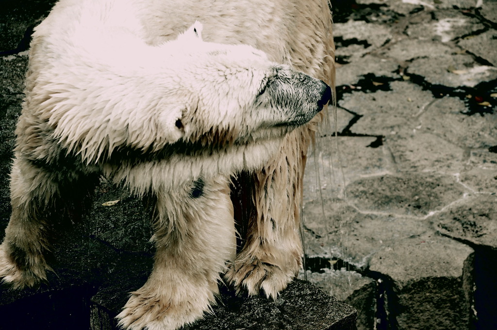 polar bear