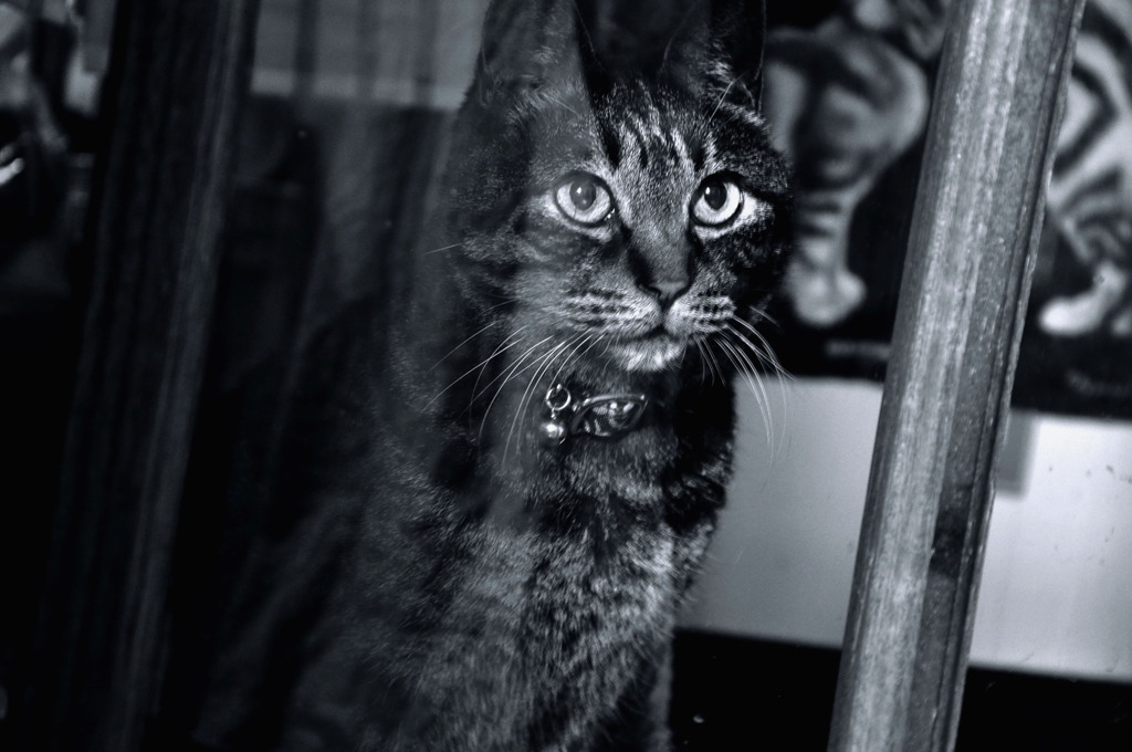 open this door!