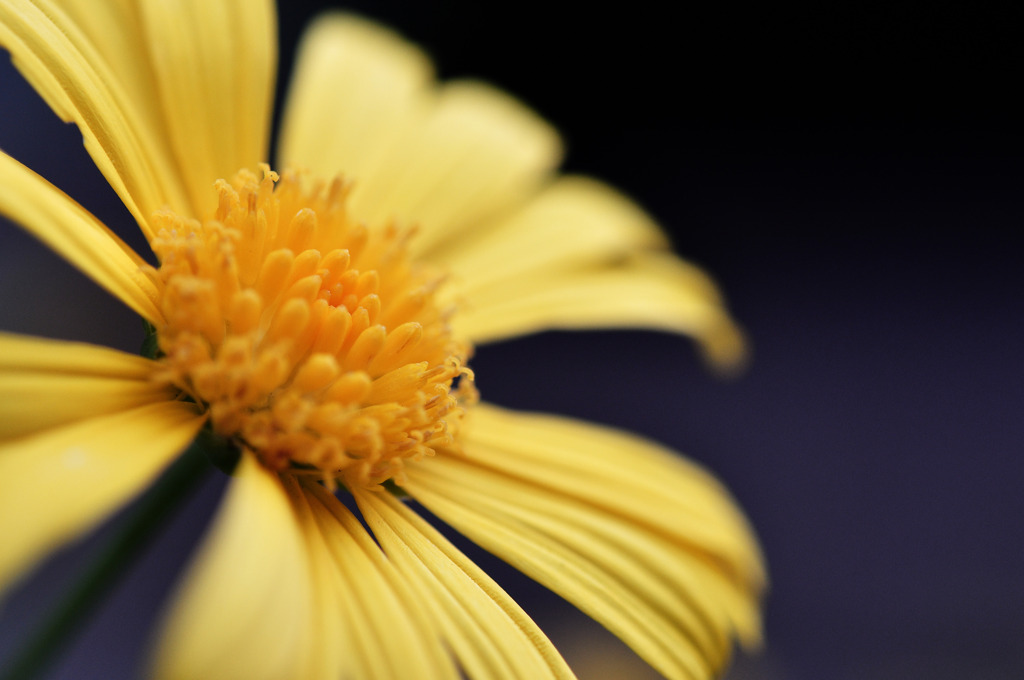 asa-macro