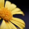 asa-macro