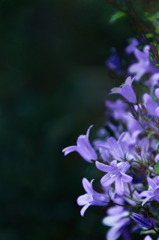light-purple