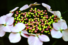 colorful-beads