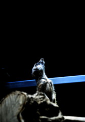 meerkat