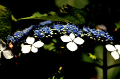hydrangea3