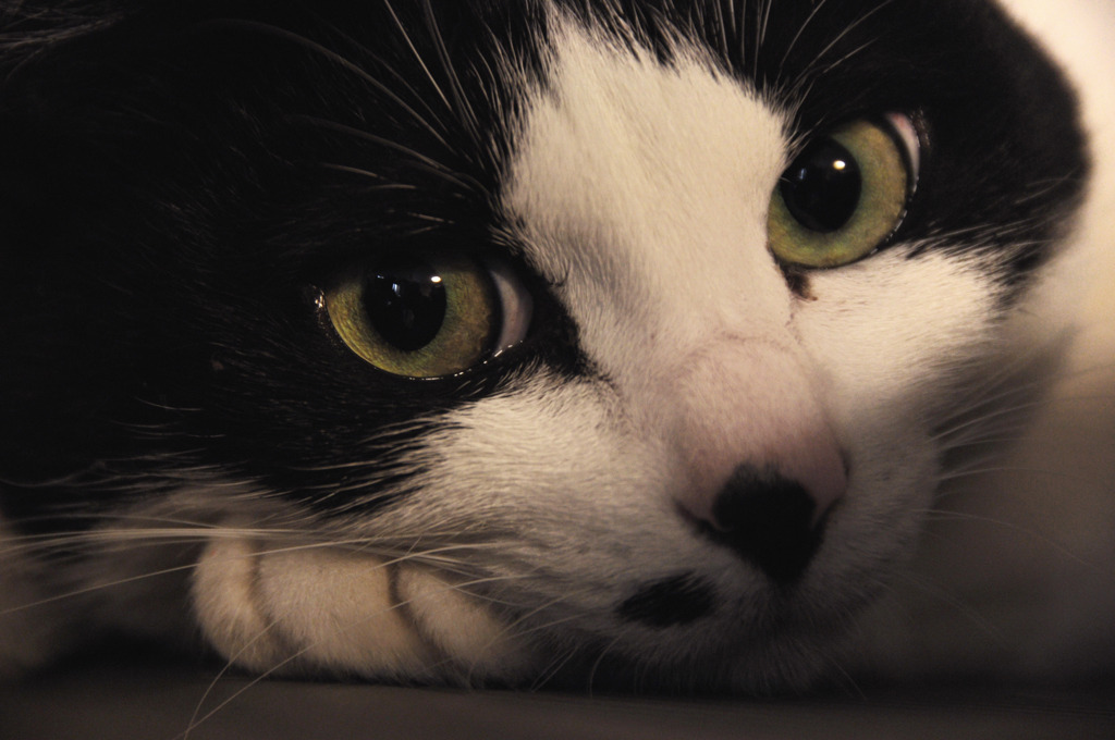 eyes