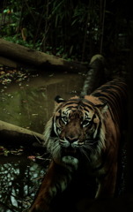 anger