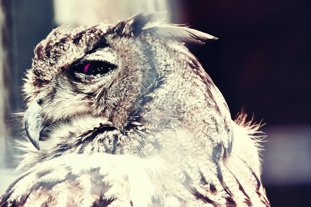 eagle owl
