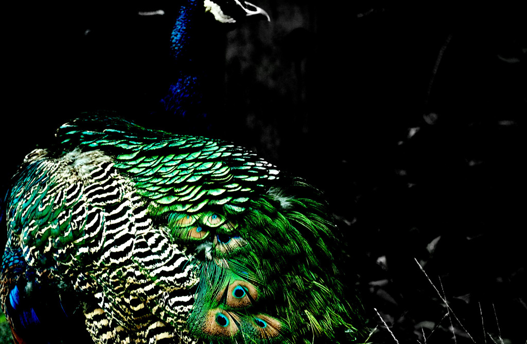 peacock