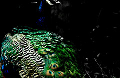 peacock