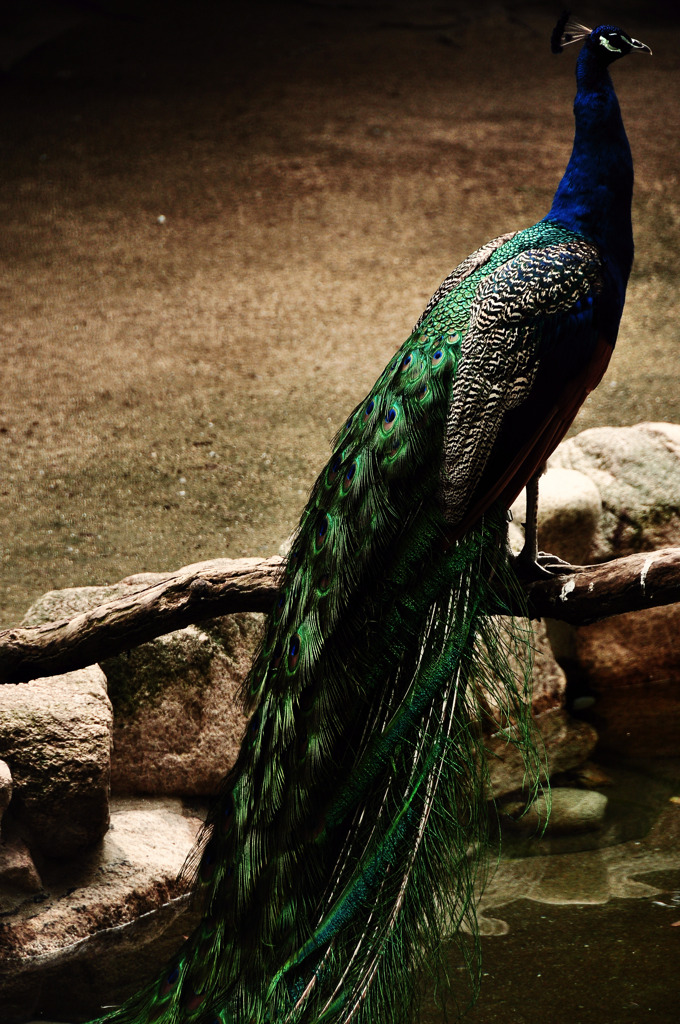 Indian peafowl