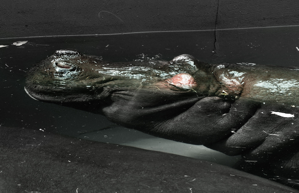 hippopotamus