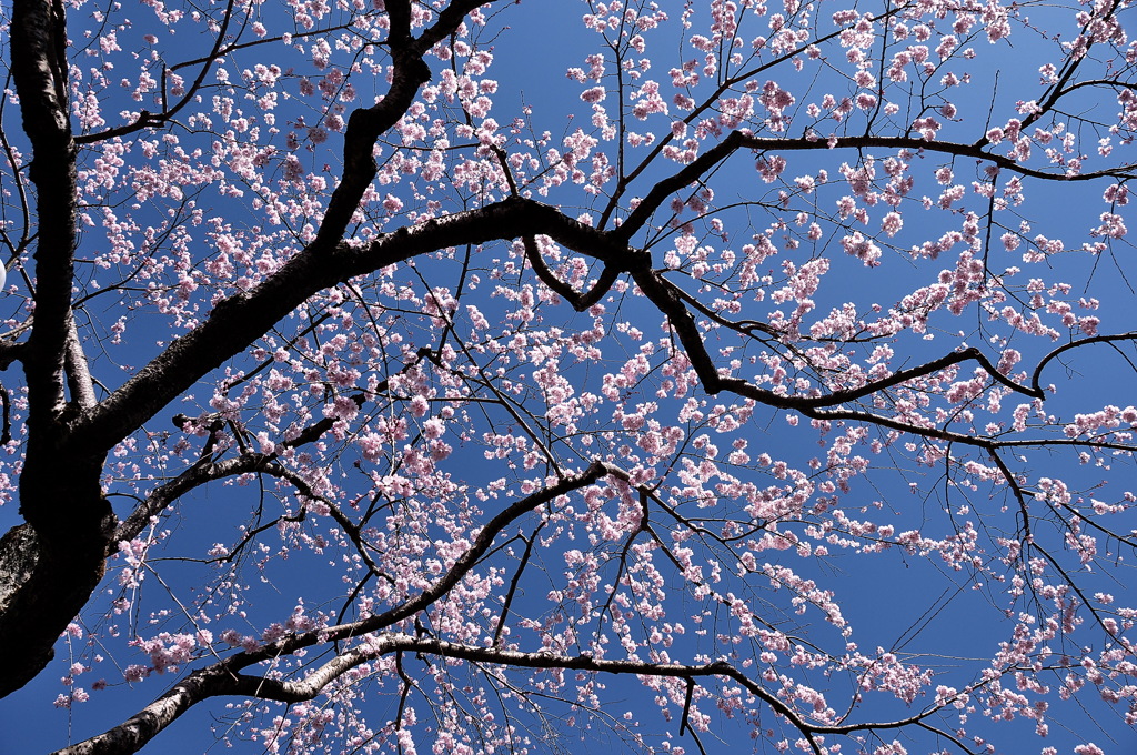 spring at the old capital