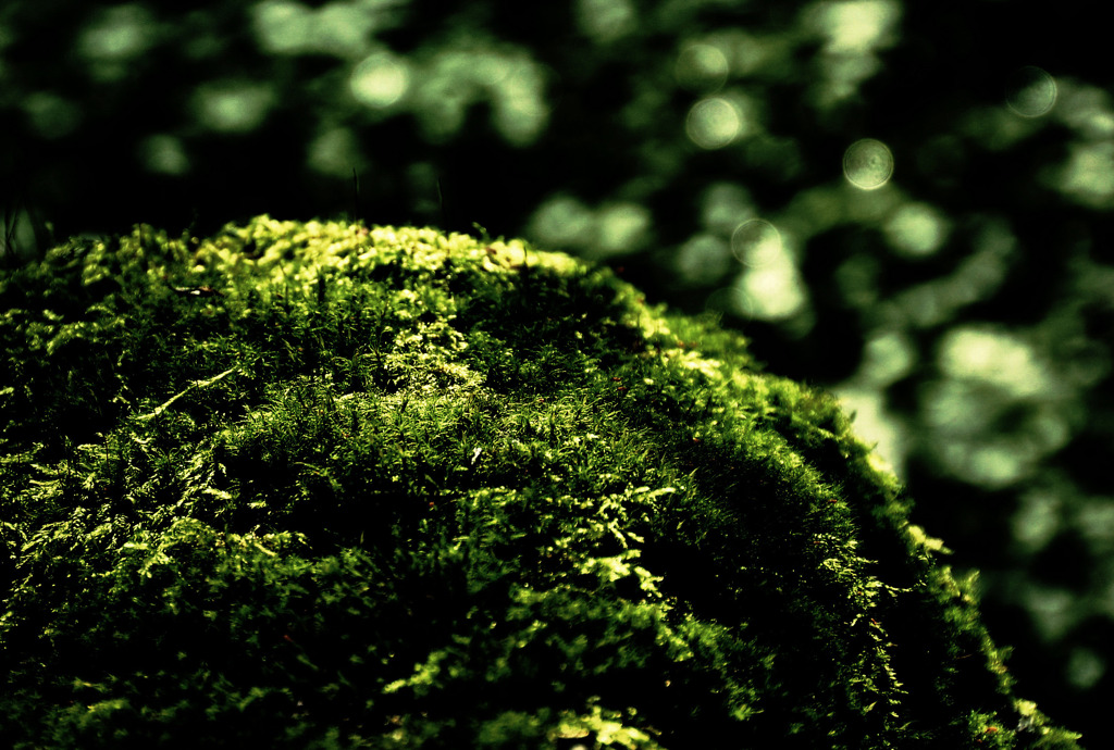 苔山