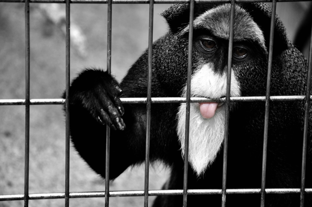 de Brazza's Monkey 