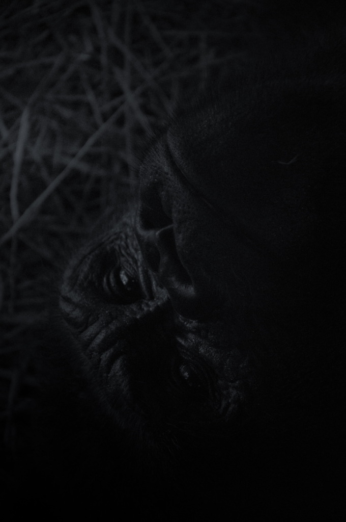 Gorilla
