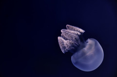 a jellyfish