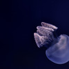 a jellyfish