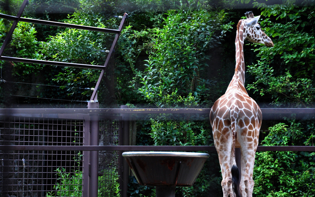 reticulated giraffe